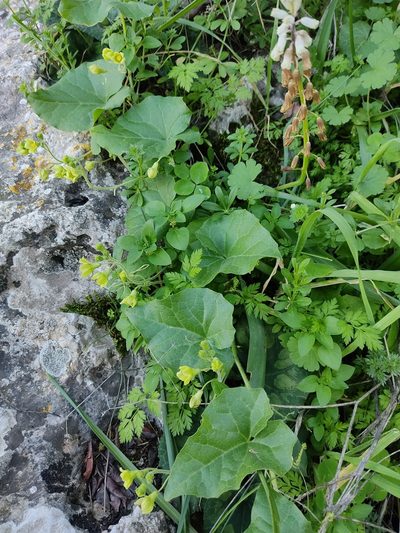 Bryonia syriaca, photographed by Aryeh