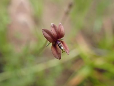 Monopsis unidentata, photographed by Mahomed Desai