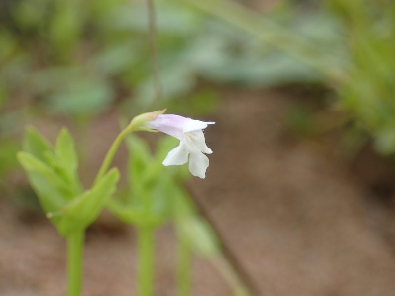 Lindernia parviflora, photographed by Mahomed Desai