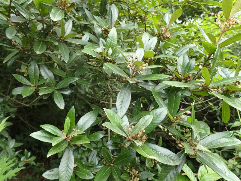 Anastrabe integerrima, photographed by Mahomed Desai