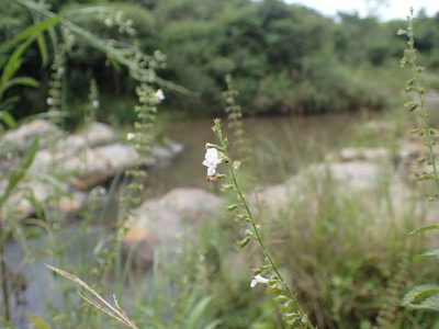 Endostemon obtusifolius, photographed by Mahomed Desai