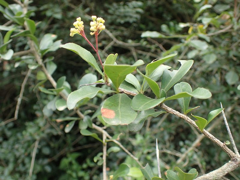 Putterlickia verrucosa, photographed by Mahomed Desai