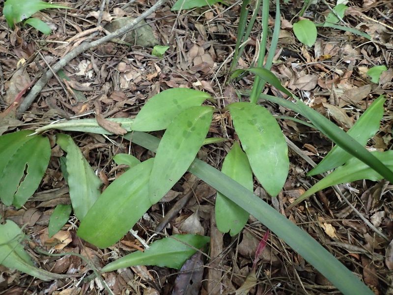 Resnova humifusa, photographed by Mahomed Desai
