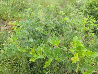 Rhoicissus tridentata, photographed by Mahomed Desai
