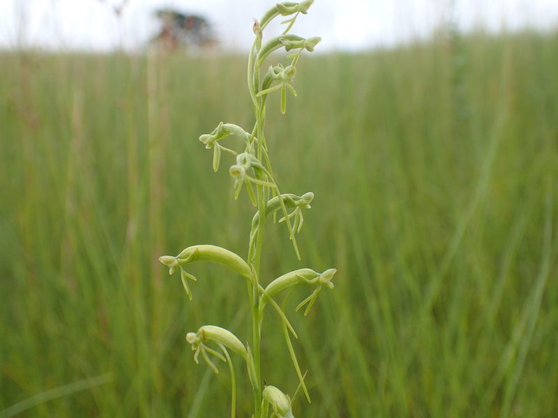 Habenaria filicornis, photographed by Mahomed Desai