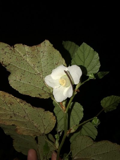 Rubus grayanus, photographed by Takaaki Hattori