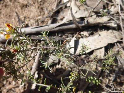Pultenaea prostrata, photographed by Kiri Bee