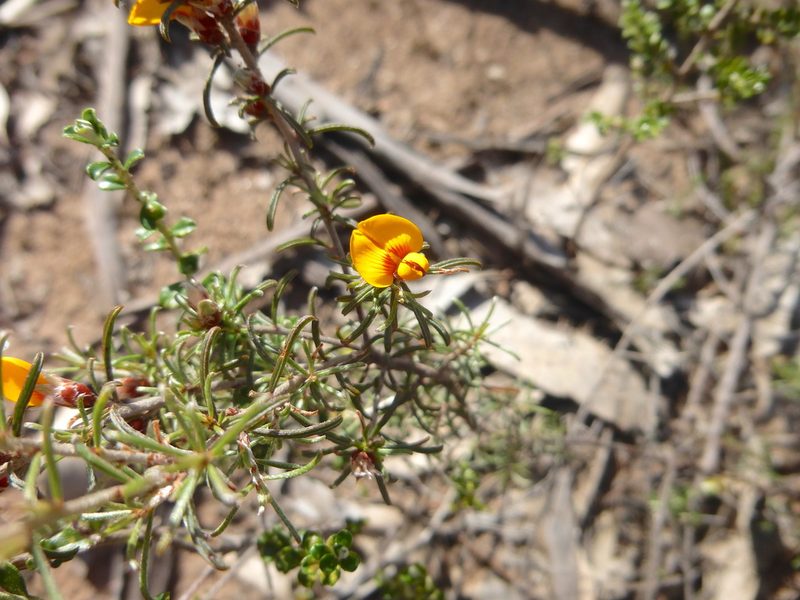 Pultenaea prostrata, photographed by Kiri Bee