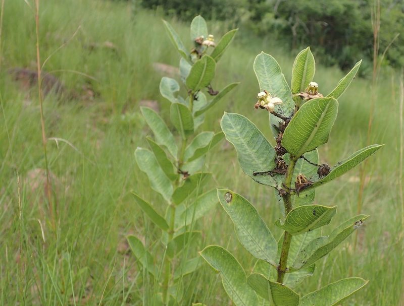 Pachycarpus asperifolius, photographed by Mahomed Desai