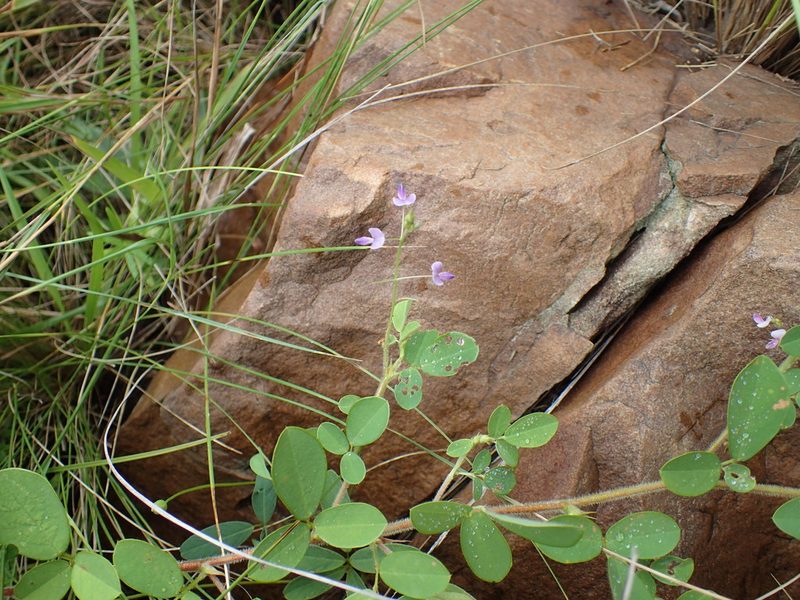 Grona setigera, photographed by Mahomed Desai