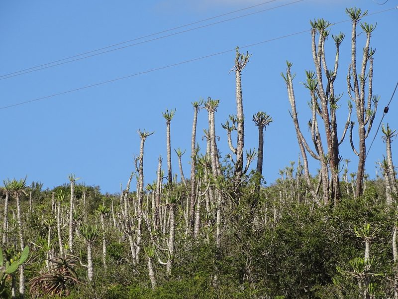 Euphorbia grandidens, photographed by Shaun Swanepoel