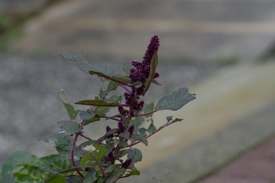 Amaranthus cruentus, photographed by Eleftherios Katsillis