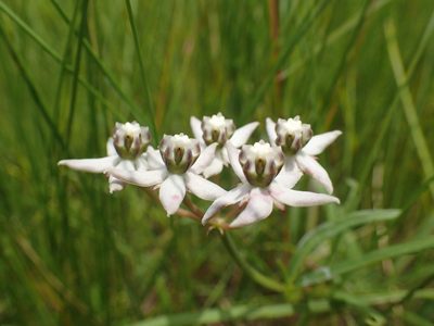 Asclepias brevicuspis, photographed by Mahomed Desai