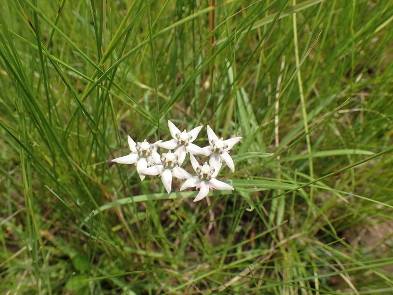 Asclepias brevicuspis, photographed by Mahomed Desai