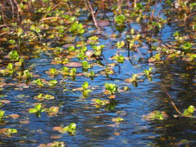 Rotala indica, photographed by 葉子