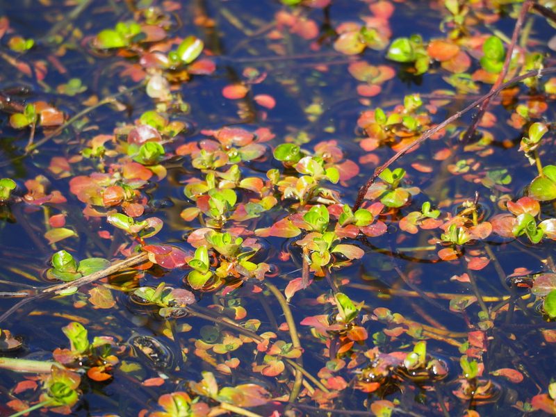 Rotala indica, photographed by 葉子