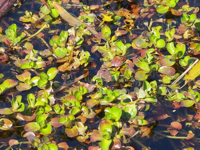 Rotala indica, photographed by 葉子