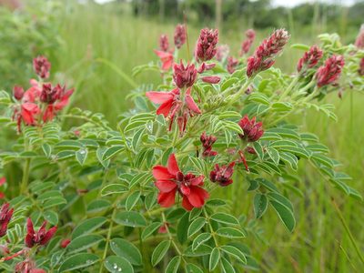 Indigofera eriocarpa, photographed by Mahomed Desai