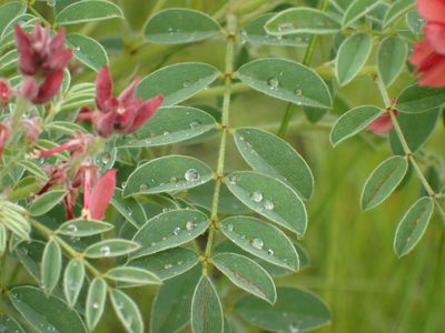 Indigofera eriocarpa, photographed by Mahomed Desai