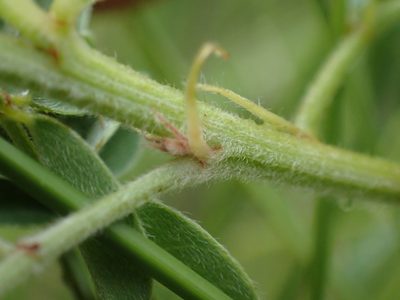 Indigofera eriocarpa, photographed by Mahomed Desai