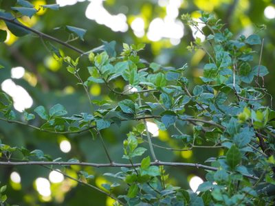 Eleutherococcus trifoliatus, photographed by 葉子