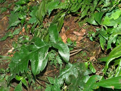Deparia formosana, photographed by Jacy Chen