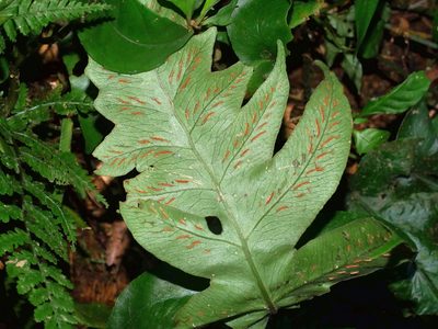 Deparia formosana, photographed by Jacy Chen