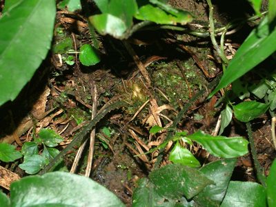 Deparia formosana, photographed by Jacy Chen