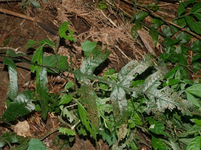 Deparia formosana, photographed by Jacy Chen