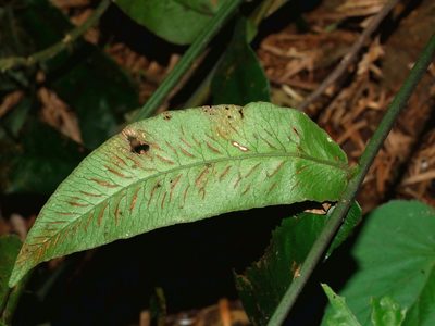 Deparia formosana, photographed by Jacy Chen