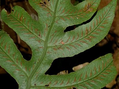Deparia formosana, photographed by Jacy Chen