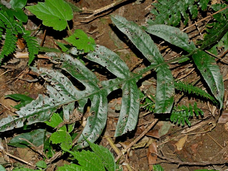 Deparia formosana, photographed by Jacy Chen