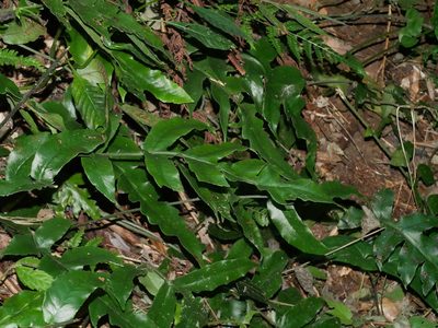 Deparia formosana, photographed by Jacy Chen