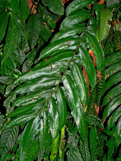 Diplaziopsis javanica, photographed by Jacy Chen