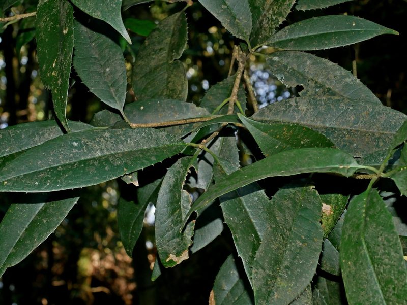 Osmanthus kaoi, photographed by Jacy Chen