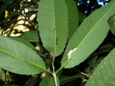 Osmanthus kaoi, photographed by Jacy Chen