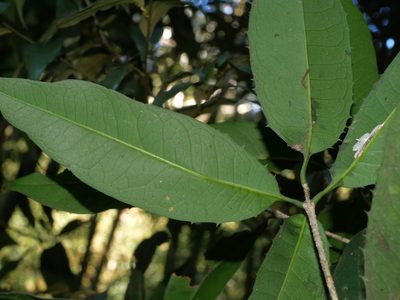 Osmanthus kaoi, photographed by Jacy Chen
