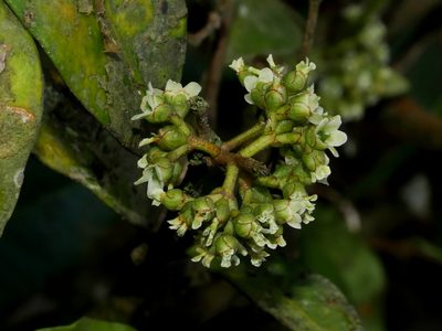 Microtropis chaffanjonii, photographed by Jacy Chen
