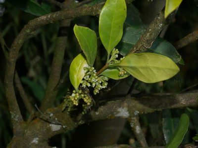 Microtropis chaffanjonii, photographed by Jacy Chen