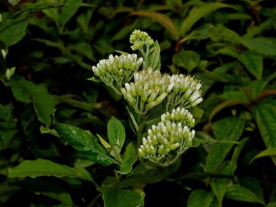 Microglossa pyrifolia, photographed by Jacy Chen