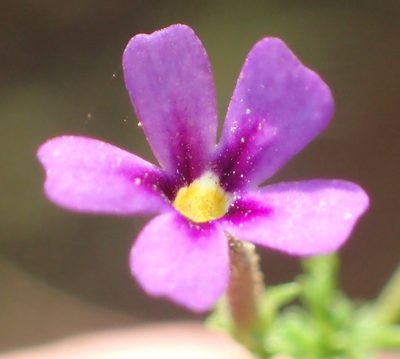 Jamesbrittenia tenuifolia, photographed by Nicola van Berkel