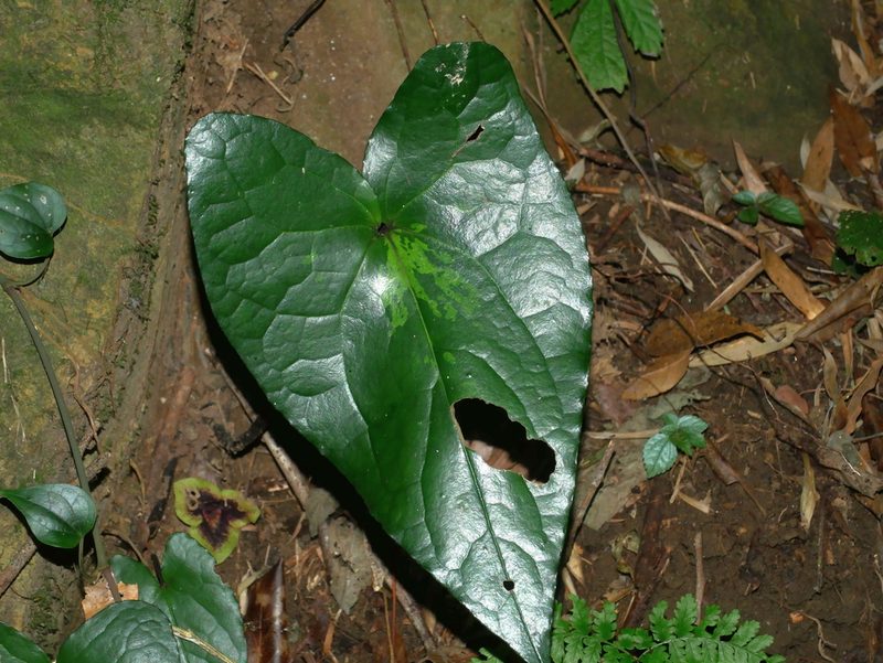 Asarum hypogynum, photographed by Jacy Chen