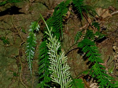 Asplenium prolongatum, photographed by Jacy Chen