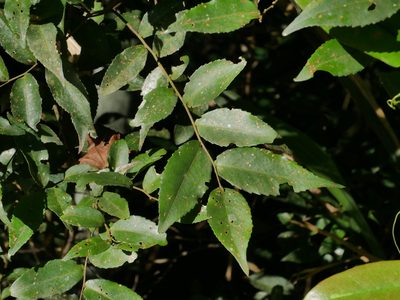 Symplocos lancifolia, photographed by Jacy Chen