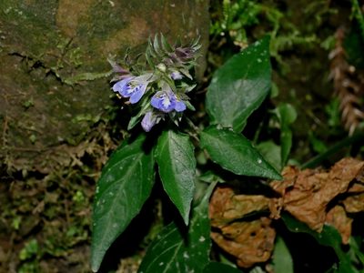 Rungia taiwanensis, photographed by Jacy Chen