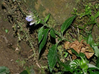 Rungia taiwanensis, photographed by Jacy Chen