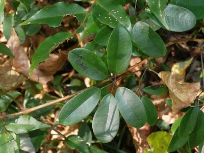 Stauntonia obovata, photographed by Jacy Chen