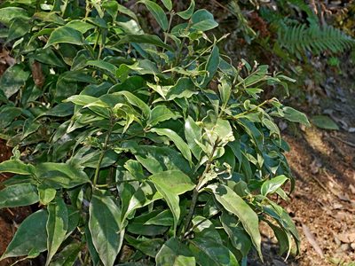 Lasianthus japonicus, photographed by Jacy Chen