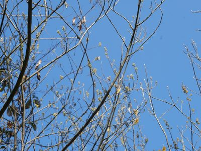 Litsea cubeba, photographed by Jacy Chen
