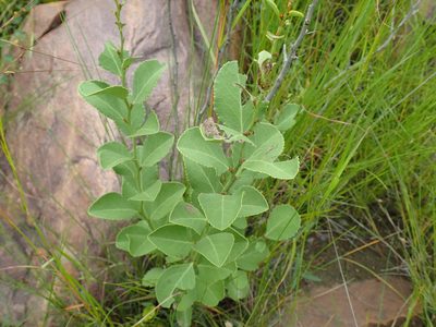 Gymnosporia woodii, photographed by Mahomed Desai